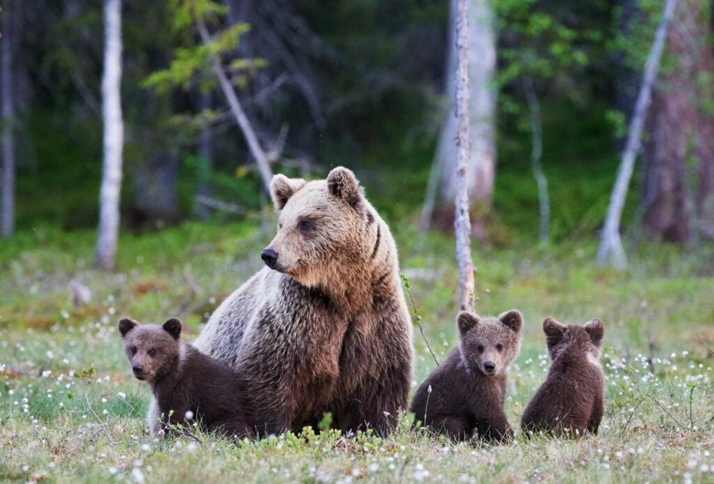 A bear and her cubs in the woods.