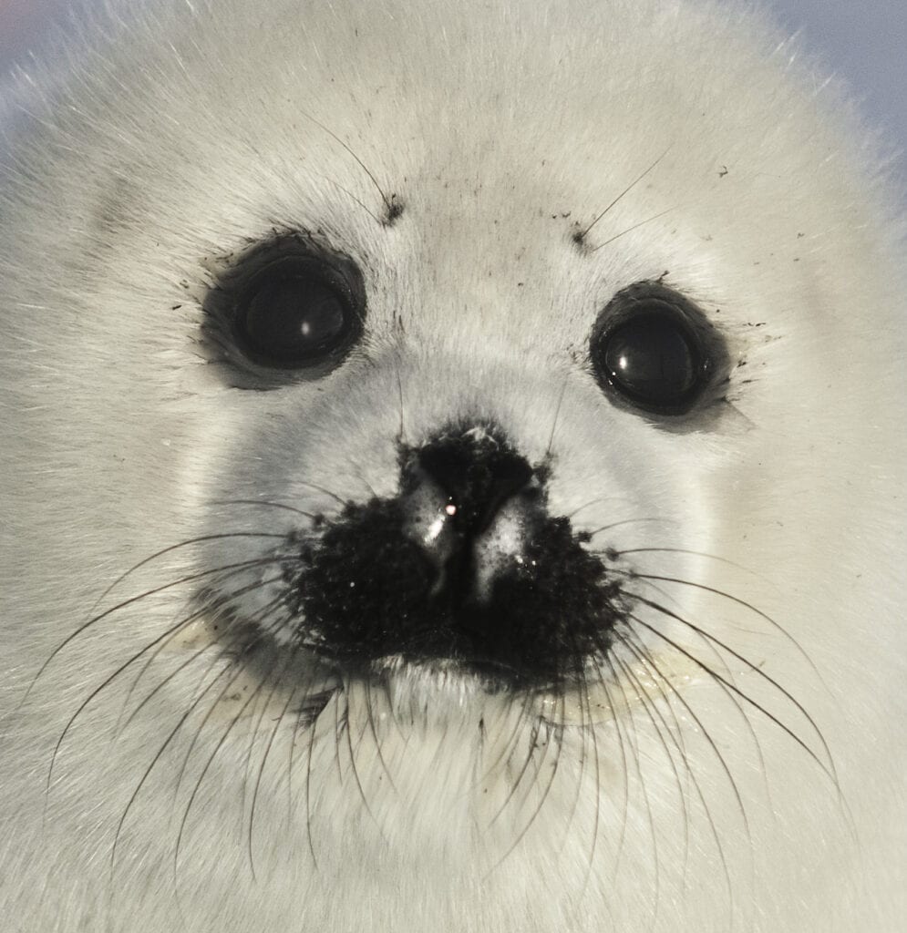 A close up of the face and head of a seal