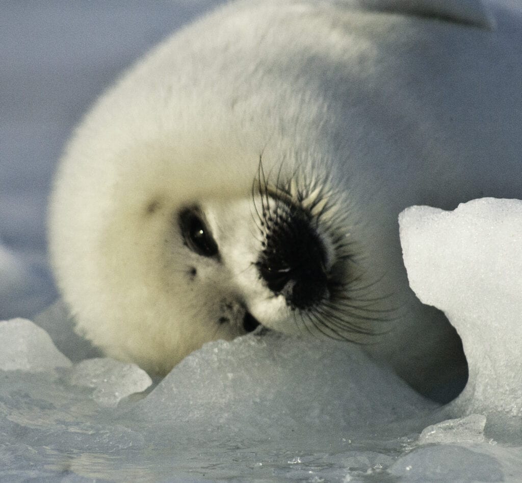 A seal is curled up in the snow.