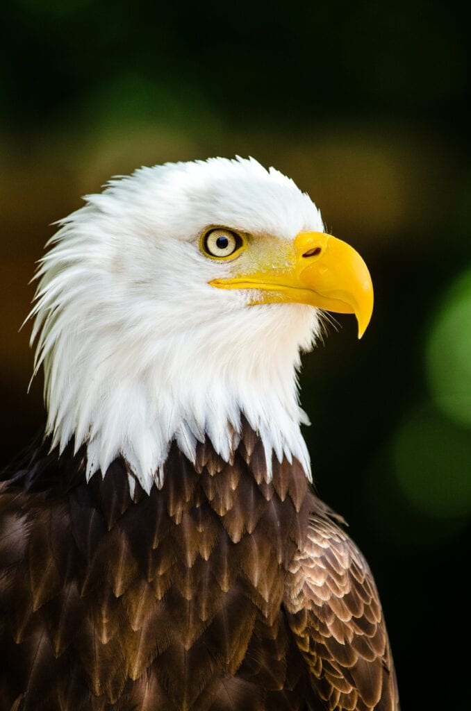 A bald eagle with white feathers and yellow beak.