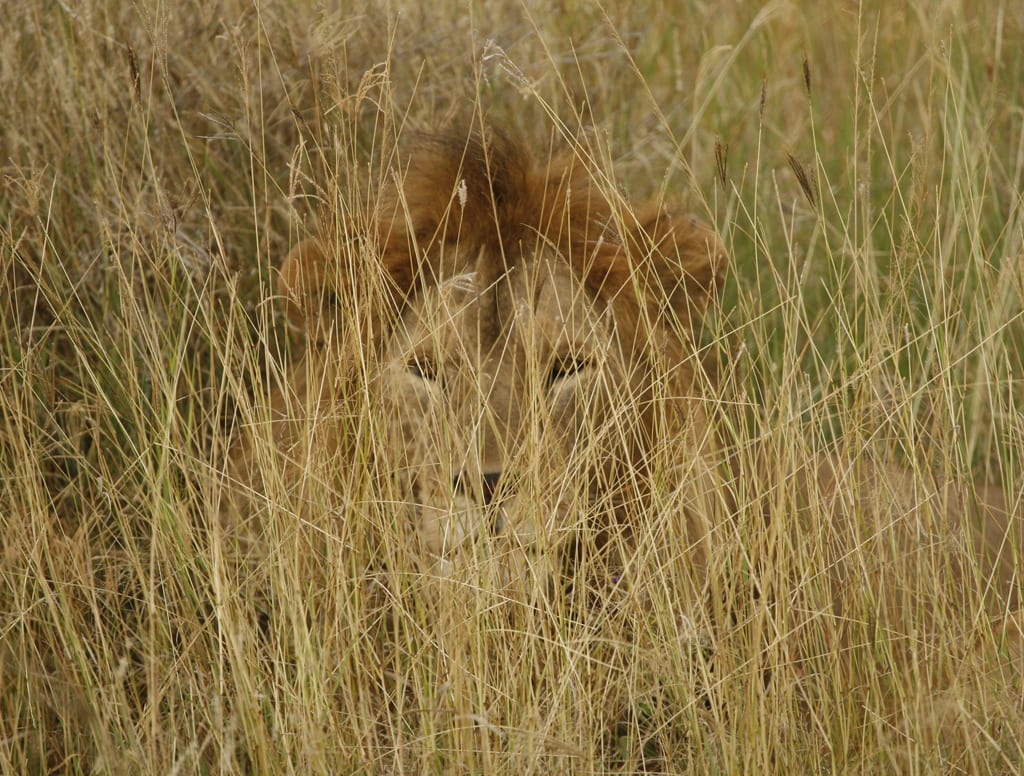 A lion is standing in tall grass looking at the camera.