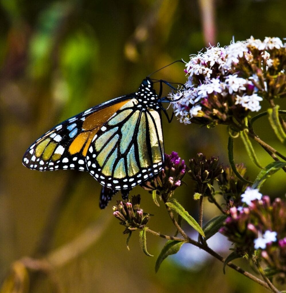 A butterfly is sitting on the flower of a plant.