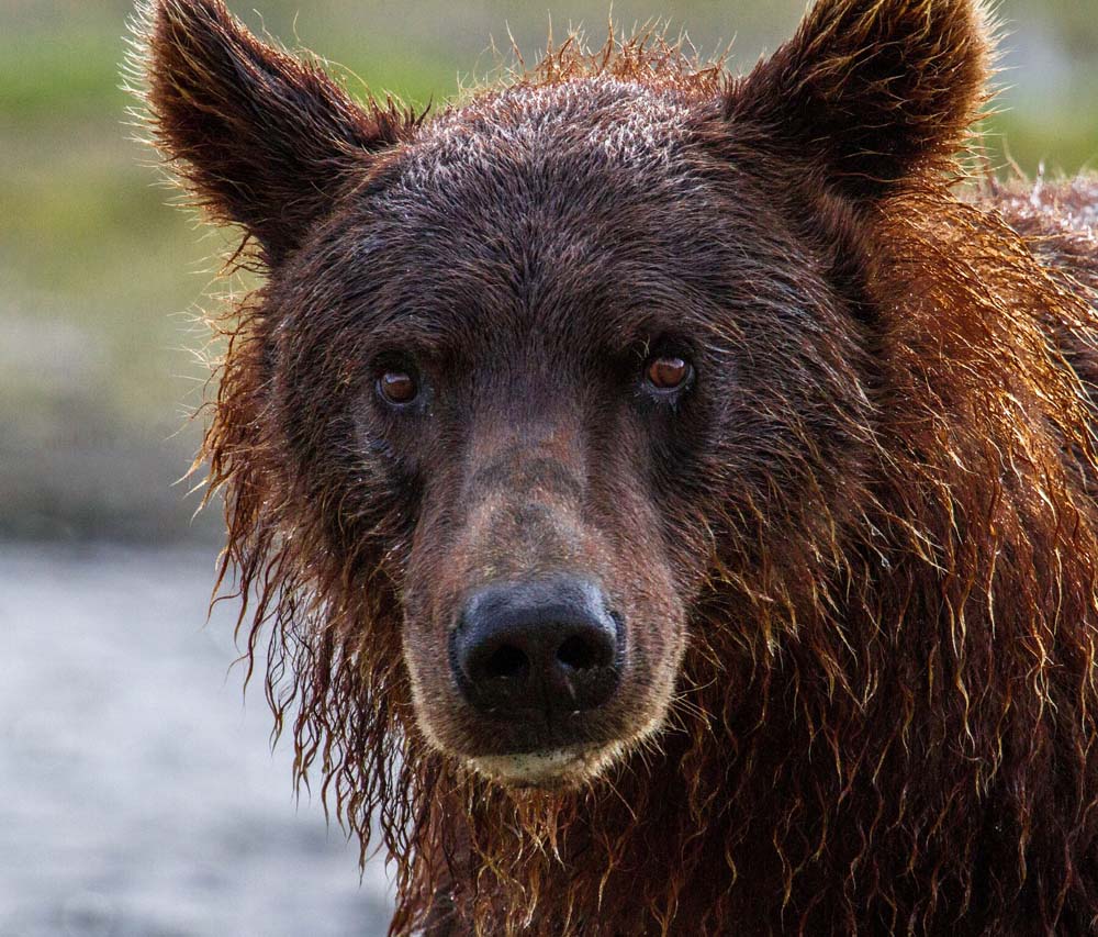 A brown bear with wet hair and eyes.