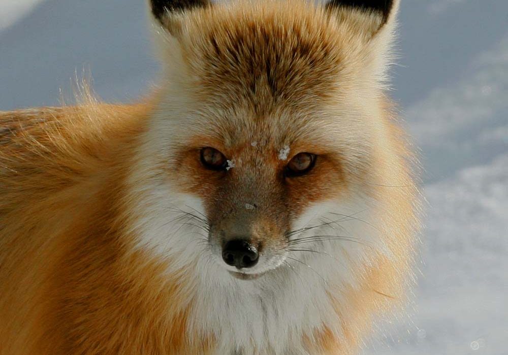 A close up of a fox in the snow