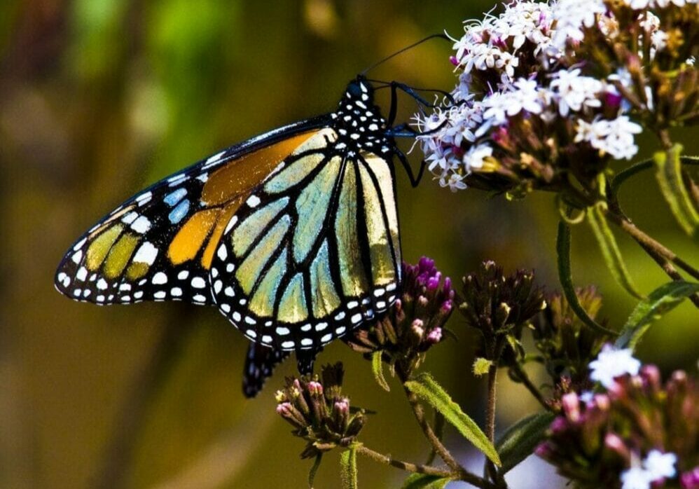 A butterfly is sitting on the flower of a plant.