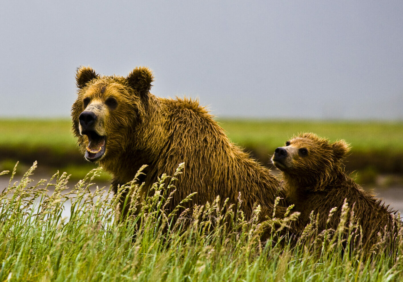 A bear and its cub in the grass.