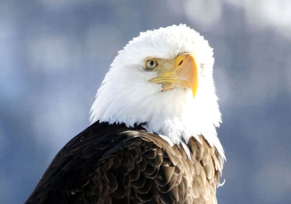 A bald eagle with white feathers on its head.