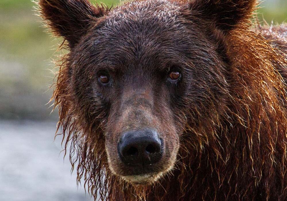 A brown bear with wet hair and eyes.
